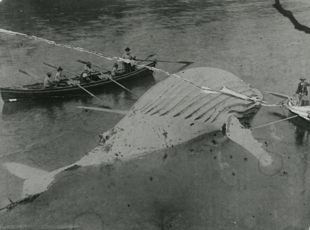 Whaling at Eden in 1887