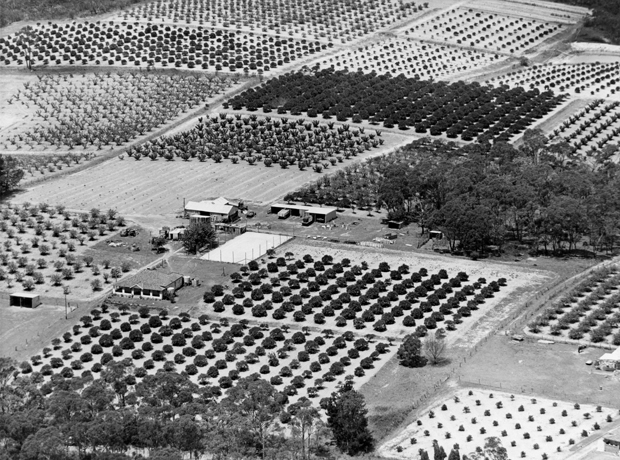 Shore property Glenoria 1950s