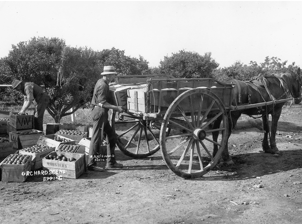 Citrus loaded for transportation