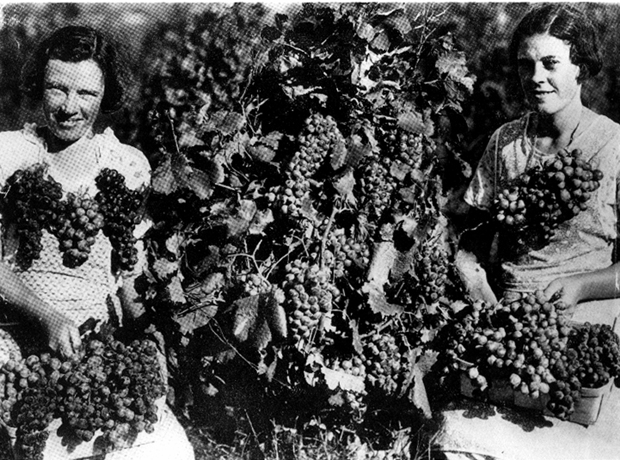 Grapes displayed at Emu Plains